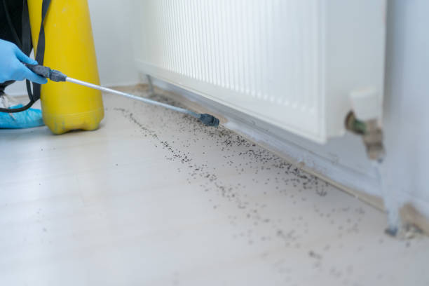 Best Residential Pest Control  in New Hampton, IA